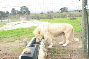 CT: Casa das girafas, leões, leopardos, tigres e degustação de vinhos