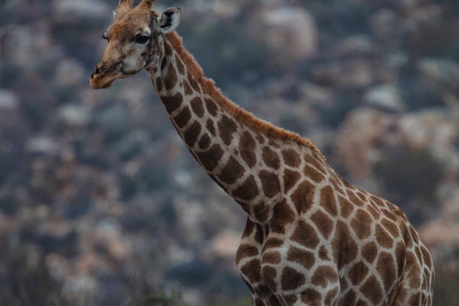 Tidig morgon Safari Big Five Upplevelse Nära Kapstaden, SA