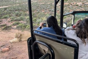 Experiência Big Five no Safari de manhã cedo perto da Cidade do Cabo, SA