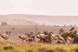 Frühmorgendliche Safari mit den Big Five in der Nähe von Kapstadt, SA