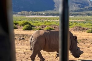 Wczesne poranne safari Big Five Experience w pobliżu Kapsztadu, SA