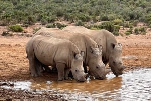 Experiência Big Five no Safari de manhã cedo perto da Cidade do Cabo, SA