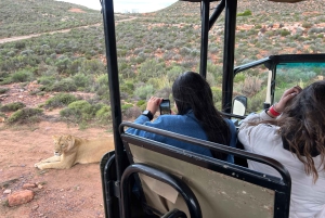 Tidig morgon Safari Big Five Upplevelse Nära Kapstaden, SA