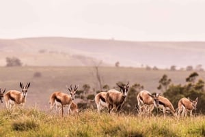 Tidig morgon Safari Big Five Upplevelse Nära Kapstaden, SA