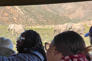 Tidig morgon Safari Big Five Upplevelse Nära Kapstaden, SA