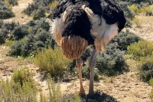 Tidig morgon Safari Big Five Upplevelse Nära Kapstaden, SA