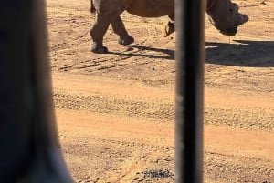 Tidig morgon Safari Big Five Upplevelse Nära Kapstaden, SA