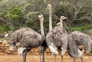 Tidig morgon Safari Big Five Upplevelse Nära Kapstaden, SA