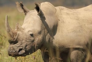 Tidig morgon Safari Big Five Upplevelse Nära Kapstaden, SA