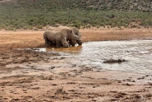 Tidig morgon Safari Big Five Upplevelse Nära Kapstaden, SA