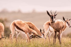 Tidig morgon Safari Big Five Upplevelse Nära Kapstaden, SA