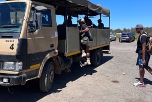 Tidig morgon Safari Big Five Upplevelse Nära Kapstaden, SA