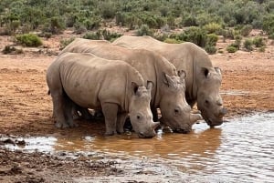 Tidig morgon Safari Big Five Upplevelse Nära Kapstaden, SA