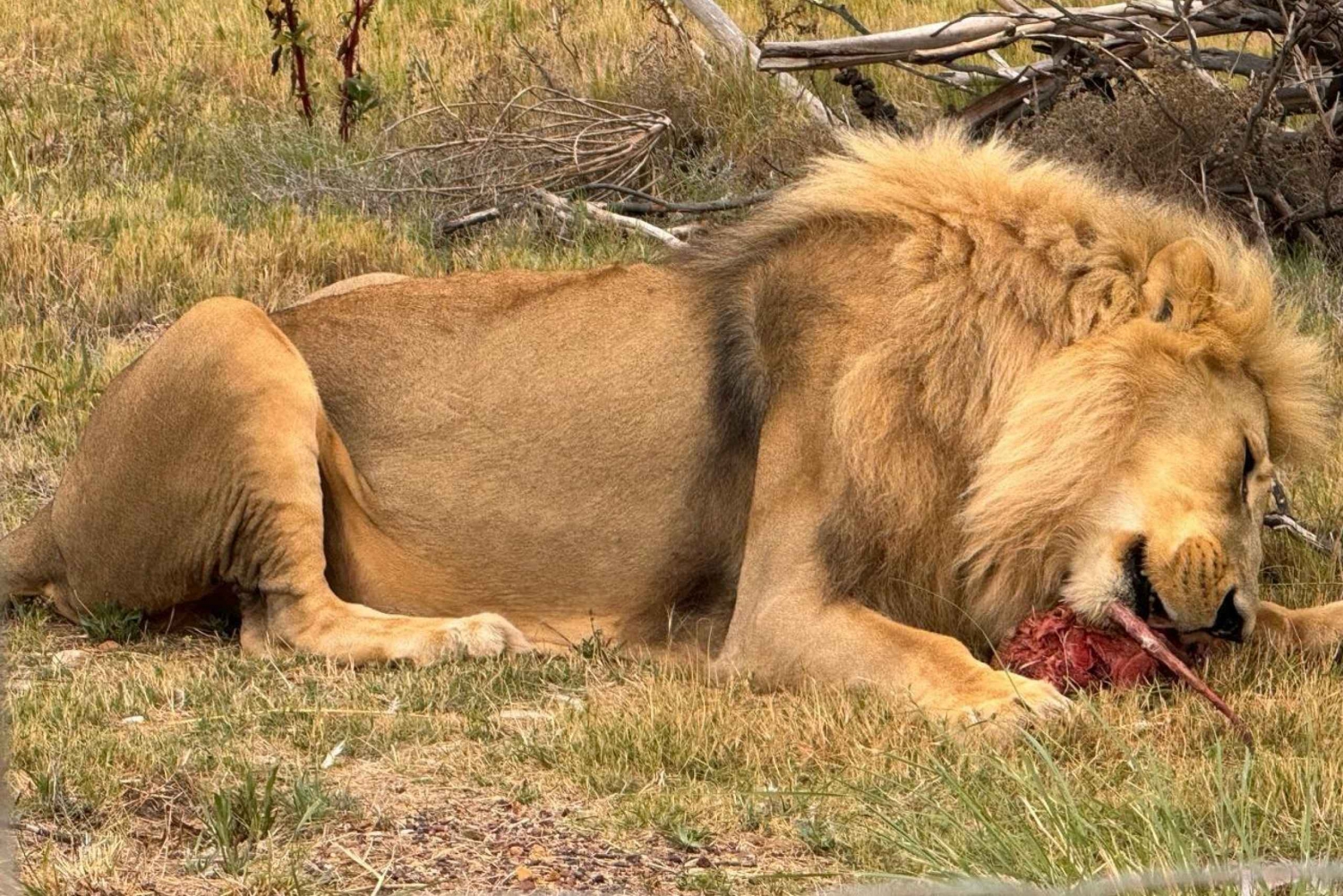 Aventura exclusiva: Testemunhe de perto a alimentação de leões