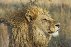 Exklusives Abenteuer: Löwenfütterung hautnah miterleben