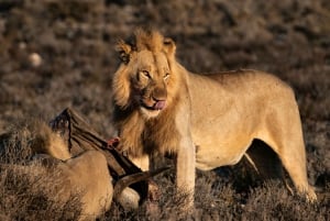 独占アドベンチャー：ライオンの餌やりを間近で観察