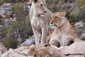 Exclusive African Big 5 Safari Adventure in Cape Town