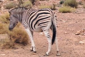Exclusive African Big 5 Safari Adventure in Cape Town