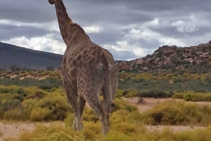 Exclusive African Big 5 Safari Adventure in Cape Town