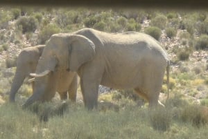 Exclusive African Big 5 Safari Adventure in Cape Town