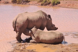 Exclusive African Big 5 Safari Adventure in Cape Town