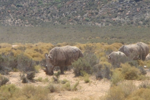 Exclusive African Big 5 Safari Adventure in Cape Town