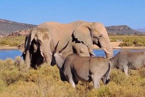 Exclusive African Big 5 Safari Adventure in Cape Town