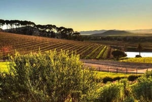 Esplora Stellenbosch, Paarl e Franschhoek Tour privato del vino