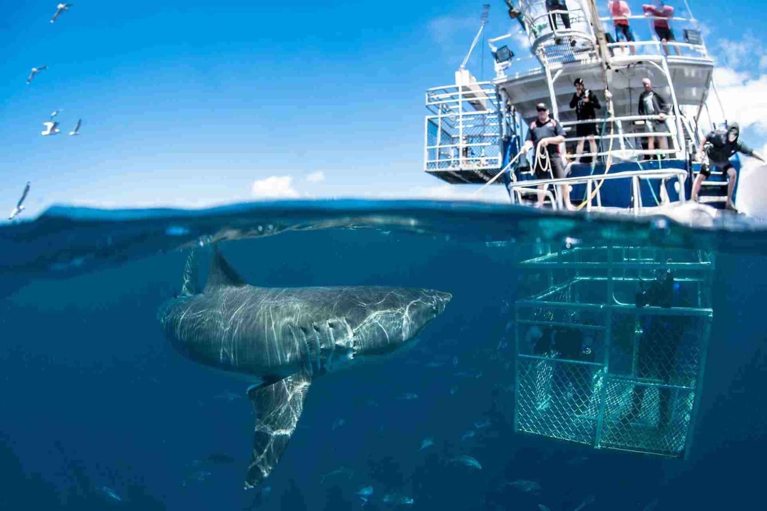 Extreme Shark Dive & Wine Escape Kapkaupungista