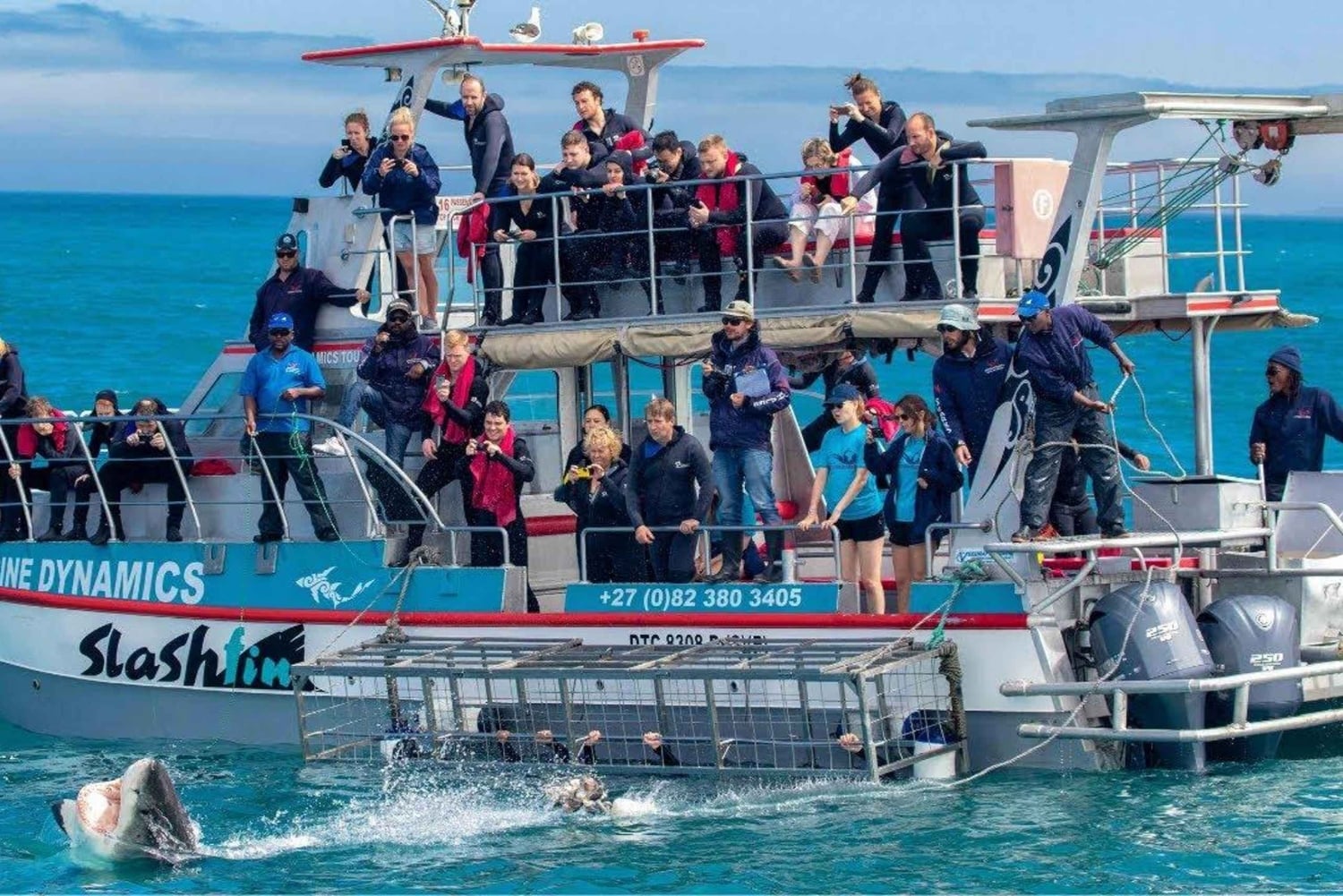 Extreme Shark Dive & Wine Escape Kapkaupungista