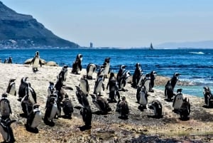 Experiencia fascinante en la Península del Cabo (tour privado)