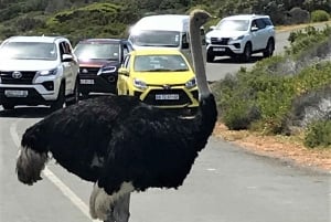 L'affascinante esperienza della Penisola del Capo (tour privato)