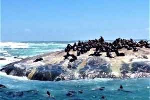L'affascinante esperienza della Penisola del Capo (tour privato)