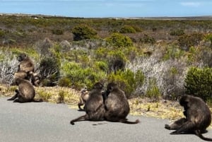 Fascinerende oplevelse på Cape Peninsula (privat tur)