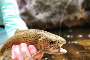 Flugfiske i Kapstaden