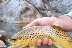 Flugfiske i Kapstaden