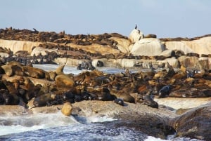 Au départ du Cap : Excursion d'une journée en groupe partagé à Cape Point et aux pingouins