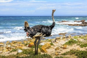 Z Kapsztadu: Przylądek i pingwiny - jednodniowa wycieczka grupowa