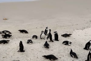 Kapkaupungista: Cape Point & Pingviinit jaettu ryhmäpäiväretki (Cape Point & Penguins Shared Group Day Tour)