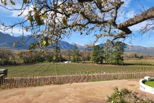 Franschhoek i Stellenbosch: całodniowa wycieczka po winach