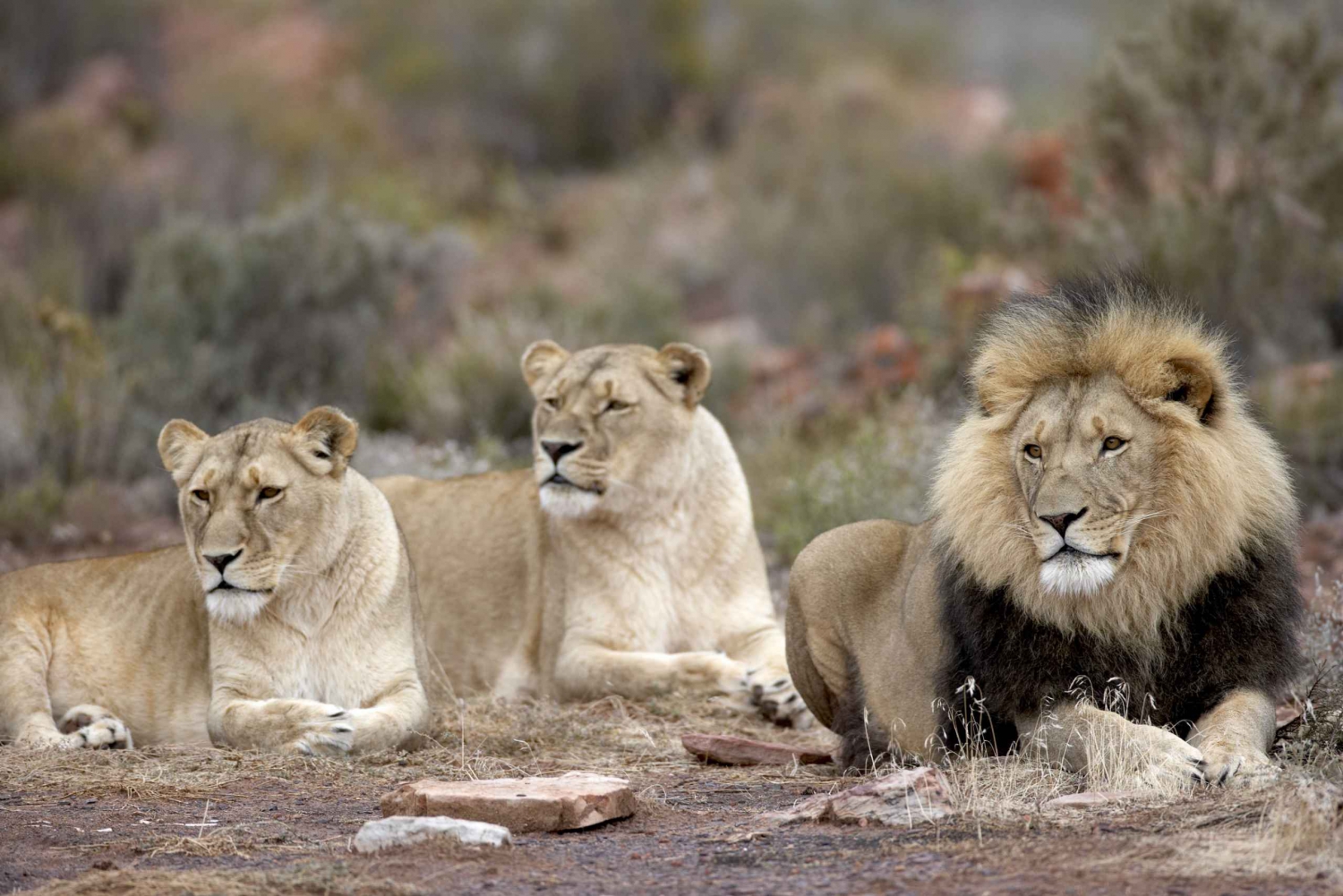 From Cape Town: Aquila Game Reserve 2-Day Safari Experience
