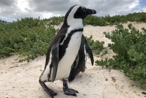 From Cape Point, Penguins And Wine Tasting Tour