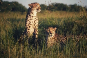 Fra Cape Town: 2-dagers safari på Garden Route