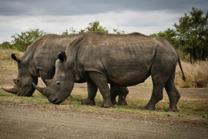 Fra Cape Town: 2-dagers safari på Garden Route