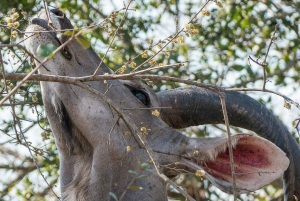 Fra Cape Town: 2-dagers safari på Garden Route