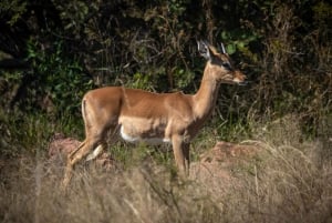 Fra Cape Town: 2-dagers safari på Garden Route