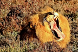 From Cape Town: Western Cape 2-Day Wildlife Glamping +Safari
