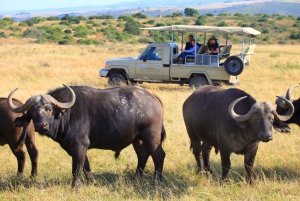 From Cape Town: 2-Day Glamping and Wildlife Safari