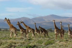 From Cape Town: Western Cape 2-Day Wildlife Glamping +Safari