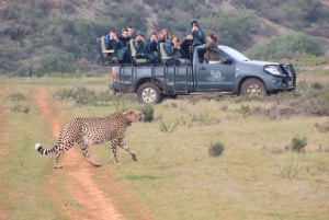 Fra Kapstaden: 2-dages safari på Garden Route Game Lodge